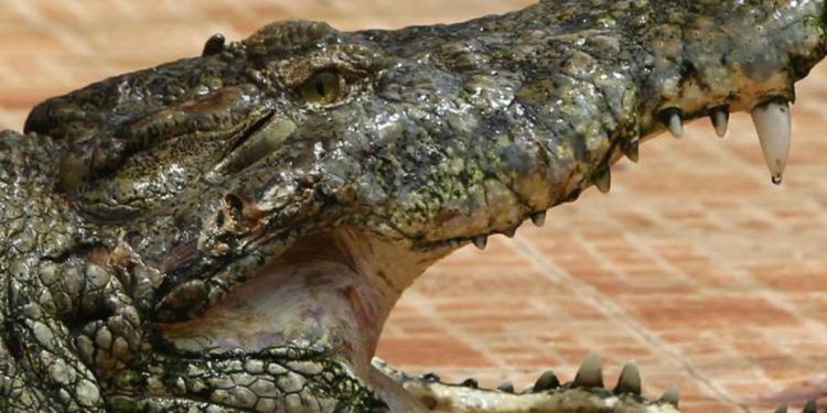 Usa, bimbo di 2 anni trovato morto nella bocca di un alligatore