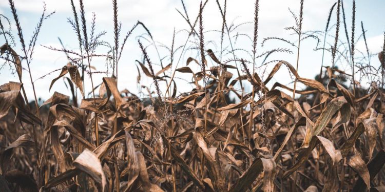 Per la prima volta studio conferma: “C’è un nesso fra sete, fame e conflitti”