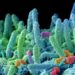 Antibiotico resistenza, Bassetti: “Oltre 80 milioni per finanziare lotta a super batteri”