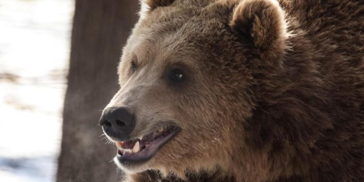 Runner ucciso da orso, la mamma in una lettera: “Lotteremo per rendergli giustizia”