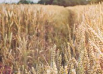 Federagricoltura Agrigento, serve un incontro sul crollo del prezzo del grano e la crisi del settore