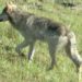 Vasto, dopo aggressione a coppia “no psicosi-lupo ma task force per catturare l’animale”