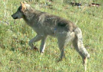 Vasto, dopo aggressione a coppia “no psicosi-lupo ma task force per catturare l’animale”