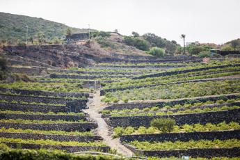 Vino, è allarme per la Doc Zibibbo di Pantelleria, contro ‘clonazioni’ si schiera il sindaco