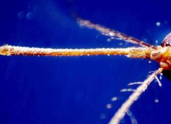 Allarme zanzare, in Italia record casi West Nile