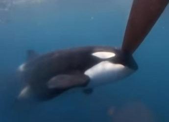 Ocean Race, orche attaccano le barche: “Spaventoso” – Video