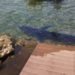Palermo, avvistato squalo azzurro in riva