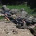Ucraina-Russia, Mosca: “Sventata grande offensiva nel Donetsk”