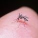 Zanzare e virus West Nile 2023, sintomi e come si cura