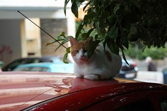 Aviaria, Oms: in Polonia primo focolaio nei gatti