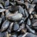 Colera, indagini su caso in Sardegna: “Forse ha mangiato cozze crude”