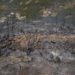 Incendi in Algeria, si aggrava il bilancio dei morti: sono 40