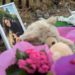 Omicidio Primavalle, giudizio immediato per presunto killer di Michelle Causo