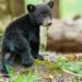 Orsa insegue due cacciatori in Trentino. Oipa: “Li ha mandati via per difendere il cucciolo”
