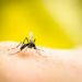West Nile, con cambiamento climatico stagione più pesante: come difendersi