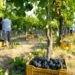 Brescia, malore durante vendemmia: bracciante muore a 37 anni