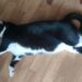 Caldo Italia, anche cani e gatti nella morsa dell’afa: come difenderli