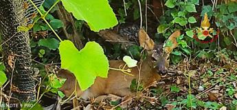 Capriolo salvato da vigili del fuoco a Borbona