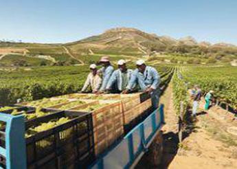 Coldiretti, via libera a 40mila stranieri salva vendemmia in GU