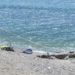 Como, turista americano di 52 anni cade nel lago e muore