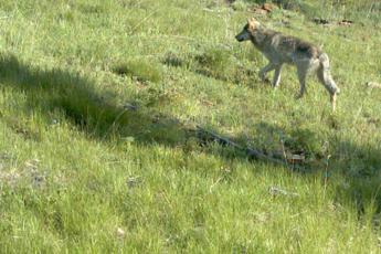Consiglio di Stato sospende ordinanza abbattimento lupi in Trentino