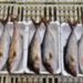Consumo di pesce cresce 29kg pro capite nel 2022, attenzione a conservazione