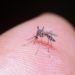 Dengue in Lombardia, due nuovi casi