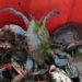 Granchio blu, individuata una seconda specie nel Mar Adriatico