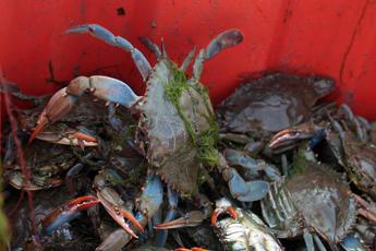 Granchio blu, individuata una seconda specie nel Mar Adriatico