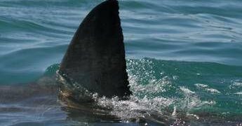 Morto il 12enne attaccato da uno squalo nel porto di Sydney