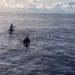 Surfisti dispersi dopo tempesta, trovati vivi dopo 38 ore sulla tavola – Video