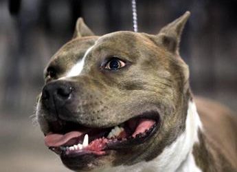 Taranto, neonato abbandonato vicino a un cassonetto: salvo grazie a un Pitbull