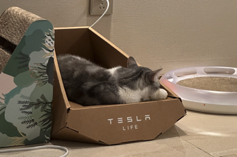 Tesla, l’ultima novità di Musk è una cuccia per gatti in cartone
