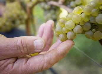 Vendemmia, al via in Alto Adige dopo un’estate difficile