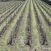 Vendemmia, tra clima estremo, incendi e peronospora in Sicilia stima produzione fino a -35%