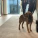Animali, Ucelli (Mars): “Lavoriamo per mondo sempre più a misura di pet?