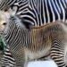 Animali, eccezionale fiocco rosa al Bioparco di Roma: nata una piccola zebra Grevy