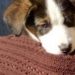 Anziani, ‘adottate un cucciolo’, 3 mld risparmi in spesa salute con animali domestici