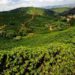 Caffè: da illycaffè Arabica Selection Brasile Cerrado Mineiro, 1° da agricoltura rigenerativa