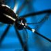 Dengue Italia 2023, 165 casi da inizio anno a oggi