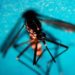 Dengue Italia 2023, 81 i casi a oggi
