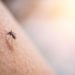 Dengue Italia, crescono i casi: sono 208 da inizio anno a oggi
