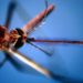 Dengue Italia, nuovo caso ad Arezzo