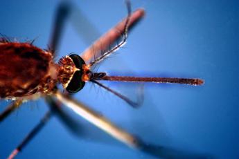 Dengue Italia, nuovo caso ad Arezzo