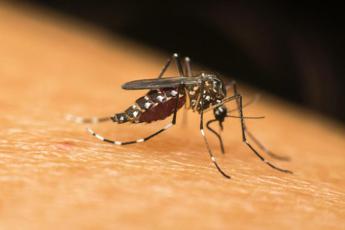Dengue Lazio, infettivologi: “Casi in aumento fino a novembre”