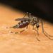 Dengue Lombardia, Bassetti: “Più preoccupante del Covid”