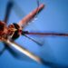 Dengue, caso sospetto a Brescia: scatta intervento anti zanzare