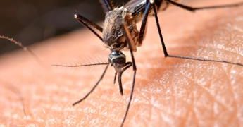 Dengue, ecco quando è previsto il picco di casi in Italia