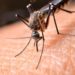 Dengue, ecco quando è previsto il picco di casi in Italia