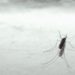 Dengue in Italia, 132 casi a oggi da inizio anno: 7 in Lombardia